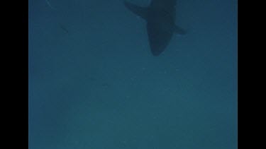 Great White Shark swims below