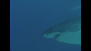 Great White Shark swims toward camera