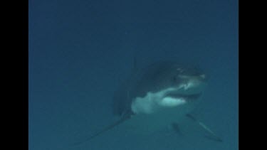 Great White Shark swims close camera