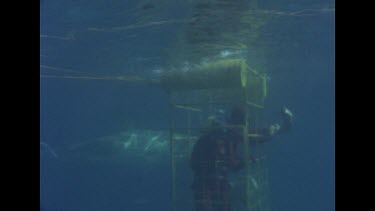 Ron and Valerie in cage. Shark swims by, grabs bait in front of cage and swims away.