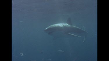 Great White Shark swims by, grabs bait and swims away past cage, schools of fish follow