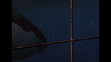 Slomo shot of shark swimming by cage. Details of white underbelly