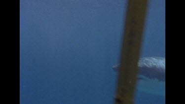 Great White Shark slowly glides past camera