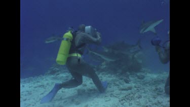 Ron Valerie Taylor, in mesh suits, film a Reef Shark feeding frenzy