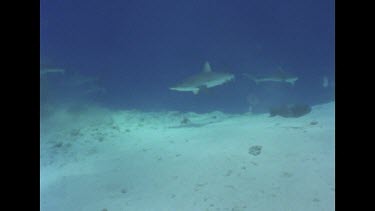 Ron Valerie Taylor, in mesh suits, film a Reef Shark feeding frenzy