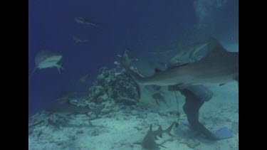 Valerie Taylor, in a mesh suit, photographs a Reef Shark feeding frenzy