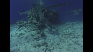 A White Tipped Reef Shark feeds on a large tuna