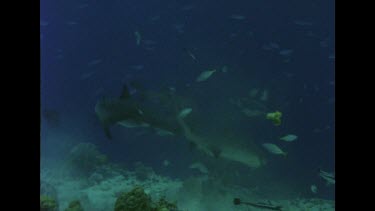 Reef Sharks in feeding frenzy.