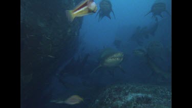 one long shot of many Grey nurse sharks through cave with Valerie. From WS to ECU