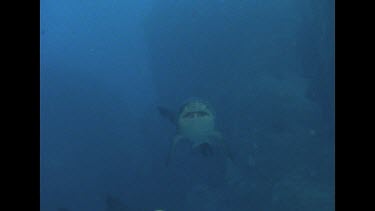 Grey nurse shark, pan from one to another, quickly swims off