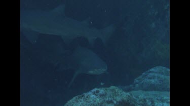 Many Grey nurse sharks swimming between rocks, pans to different sharks