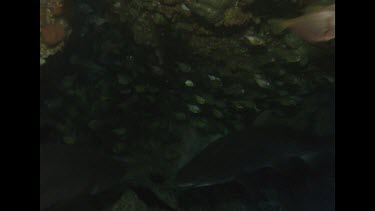 Grey nurses swim near Valerie amongst rocks, Valerie pets shark