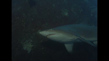 underside of Grey Nurse Shark