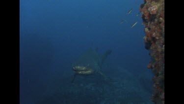 Grey nurse swims behind rock