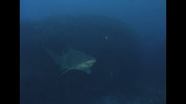 Grey nurse swims by, diver behind. Zoom in to face and body, diver tries to touch shark and it swims off