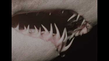 teeth of grey nurse