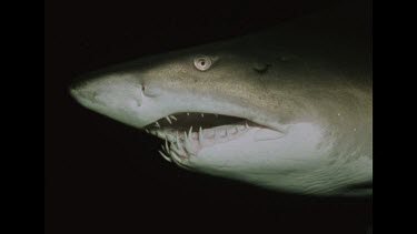 head of grey nurse shark