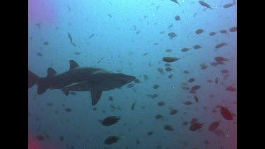 Camera pans from shark to shark swimming among fish. Pans to sharks under rock ledge