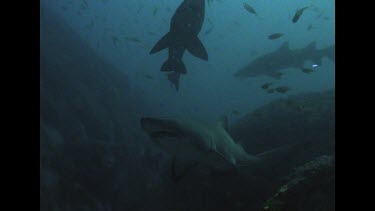 grey nurse sharks swim under and among fish.