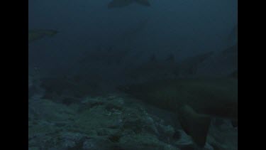 Many Grey nurse sharks swimming between rocks, pans to different sharks
