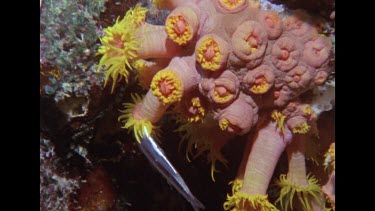 cup coral caught fish