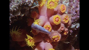 cup coral eating fish, zoom out to MS