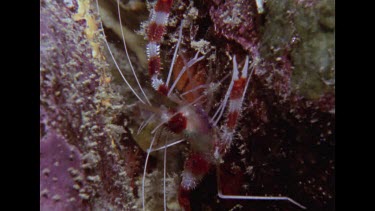 Branded coral shrimp moving