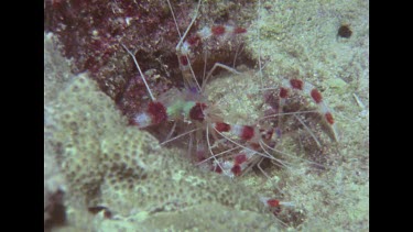 two branded coral shrimp interacting