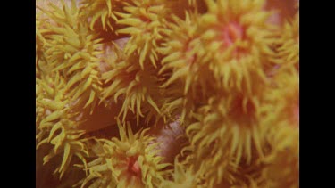 zoom out of cup coral