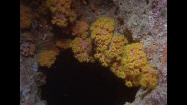 cup coral swaying. Many clumps