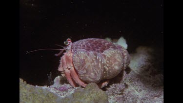 hermit crab in shell moving around in a circle