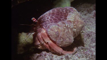 hermit crab in tun shell moving
