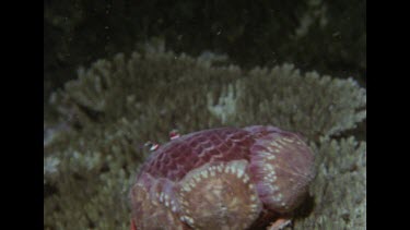 hermit crab scuttling over coral