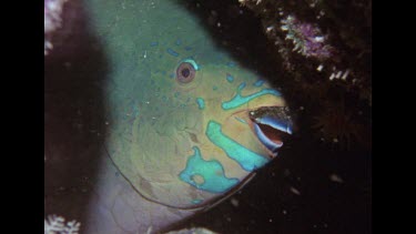 Parrot fish face, zoom in to eyes and mouth, zoom out to MS