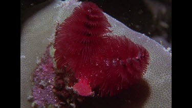 red spiral gill worms full bloom, hand makes them shrink, bloom slowly