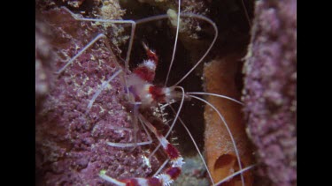 banded coral shrimp hides under rock
