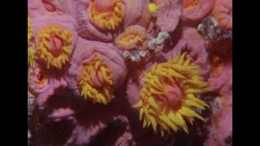 blooming cup coral