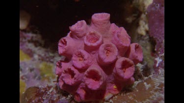 non blooming cup coral