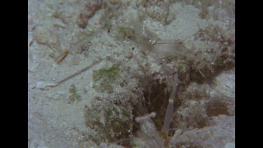 two clear shrimp floating on sandy bottom