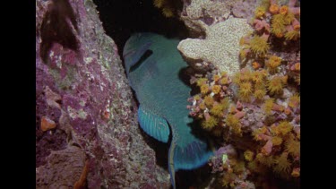 Parrot fish sleeping in a rock crevice
