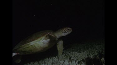 green turtle swimming over coral at night, Valerie behind