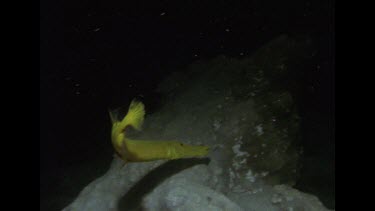 yellow trumpet fish swimming at night, Valerie touching it