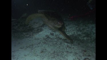 tagged green turtle swimming at night, near Valerie
