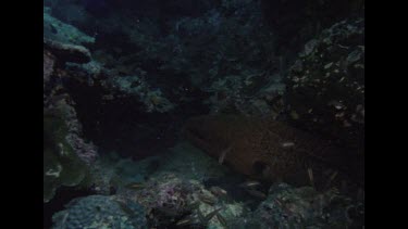 Valerie feeds Moray Eel