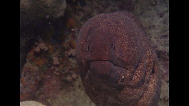 head of Moray Eel