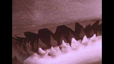 teeth of dummy shark