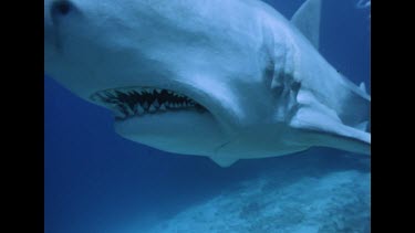 divers moving dummy shark