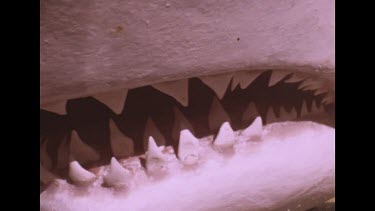 teeth of dummy shark