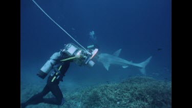 diver videoing