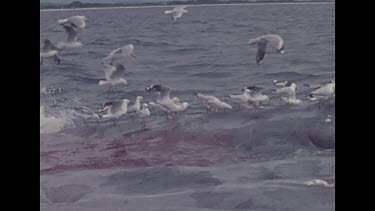 seagulls pecking at dead whale in water